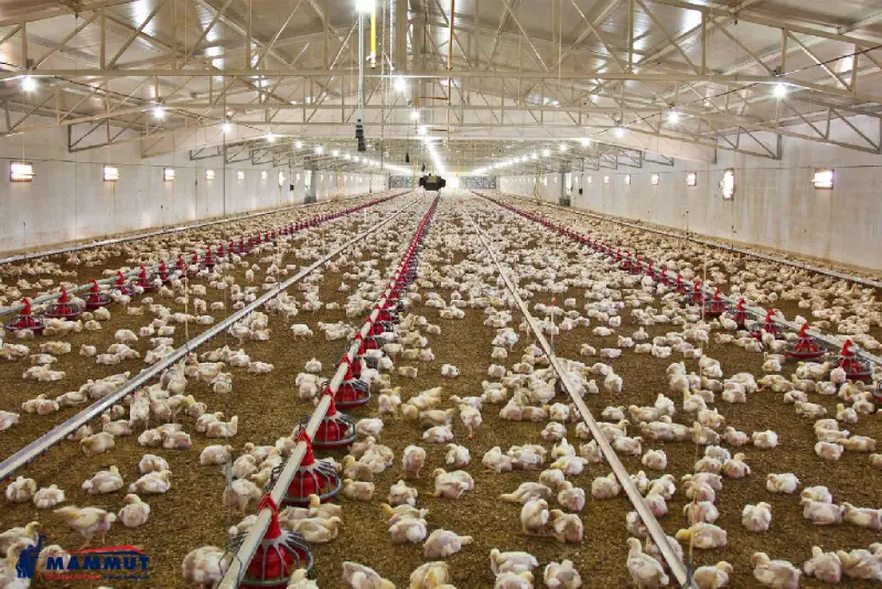 سوله مرغداری و ویژگی های آن