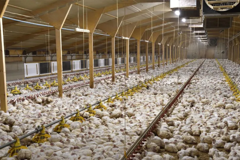 انواع سوله مرغداری